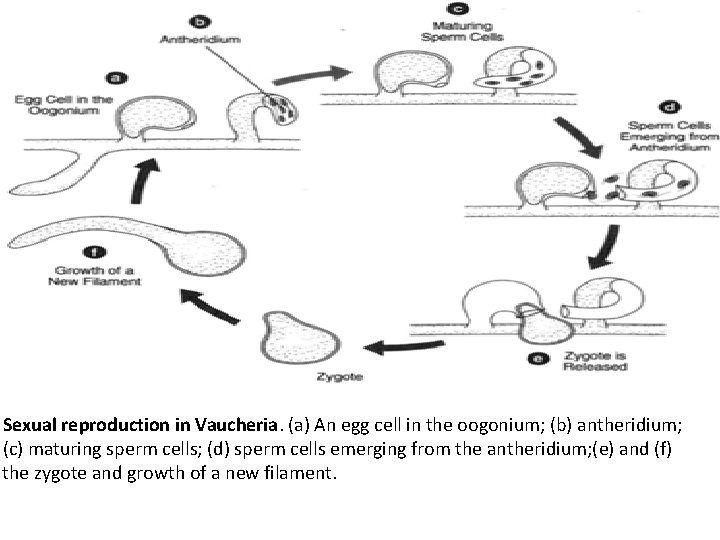 Sexual reproduction in Vaucheria. (a) An egg cell in the oogonium; (b) antheridium; (c)