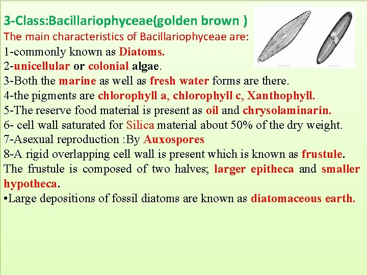 3 -Class: Bacillariophyceae(golden brown ) The main characteristics of Bacillariophyceae are: 1 -commonly known