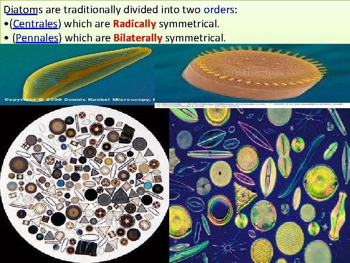 Diatoms are traditionally divided into two orders: • (Centrales) which are Radically symmetrical. •