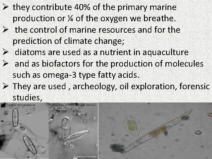 Ø they contribute 40% of the primary marine production or ¼ of the oxygen