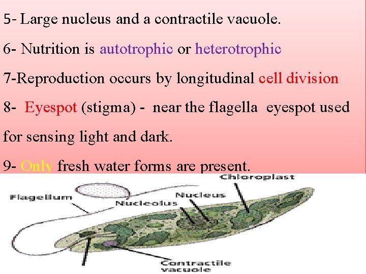 5 - Large nucleus and a contractile vacuole. 6 - Nutrition is autotrophic or