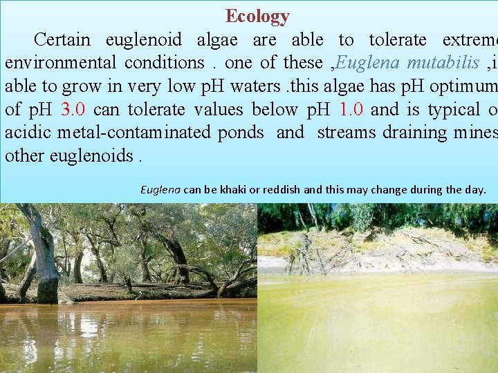 Ecology Certain euglenoid algae are able to tolerate extreme environmental conditions. one of these
