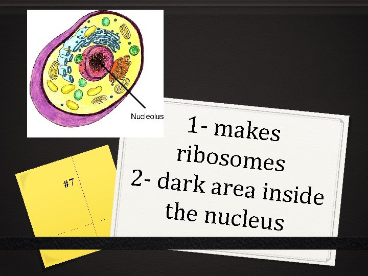 #7 1 - makes ribosomes 2 - dark area inside the nucleus 