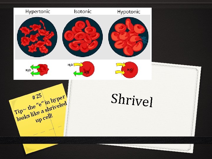 er #25 p y n h ed i ” e e “ hrivel h