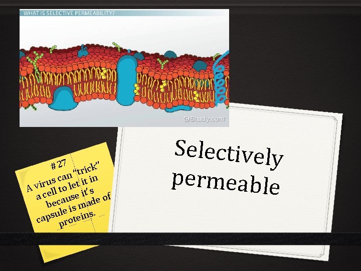 #27 rick” “t n a c in s t i u r t i