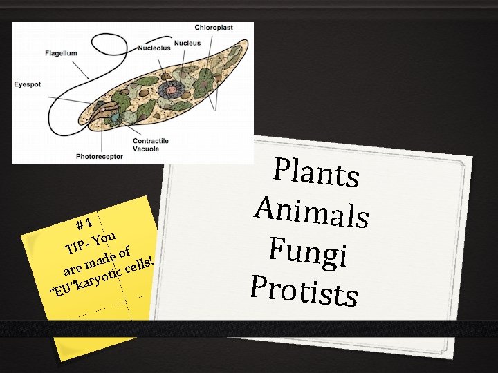 “E #4 ou Y P TI of e d ls! ma l e e