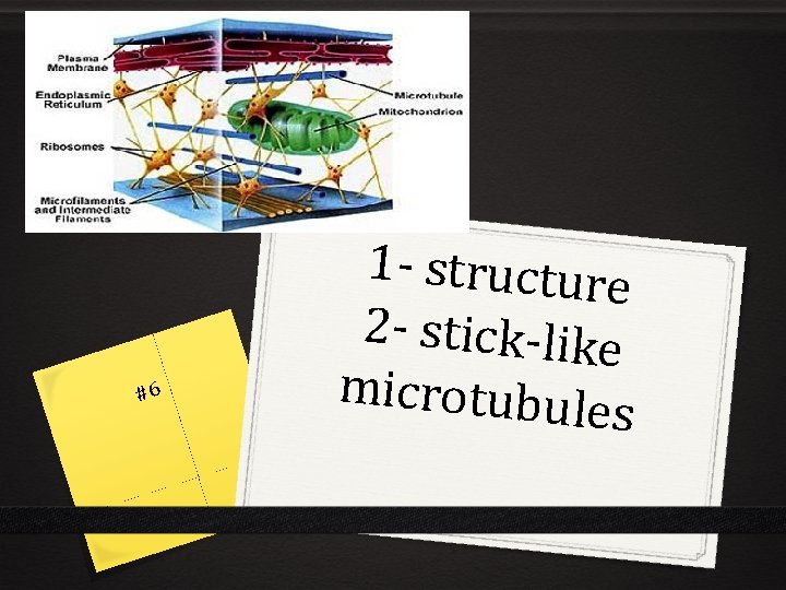 #6 1 - structure 2 - stick-like microtubule s 