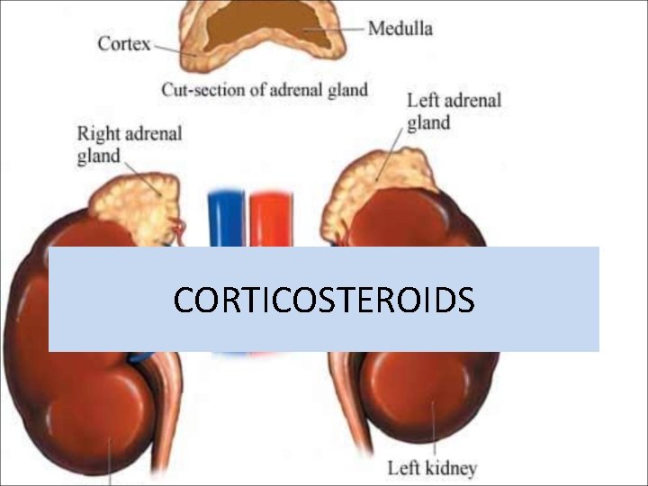 CORTICOSTEROIDS 