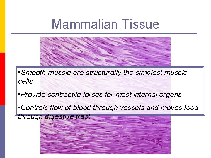 Mammalian Tissue • Smooth muscle are structurally the simplest muscle cells • Provide contractile