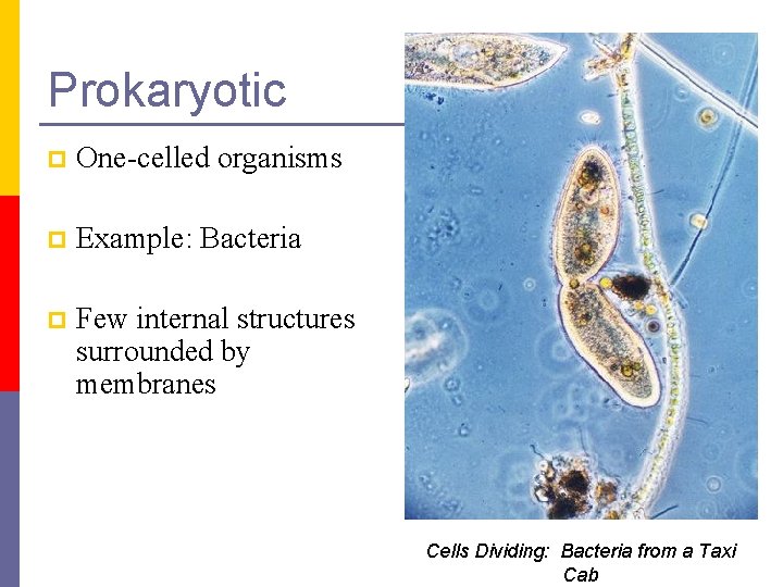Prokaryotic p One-celled organisms p Example: Bacteria p Few internal structures surrounded by membranes