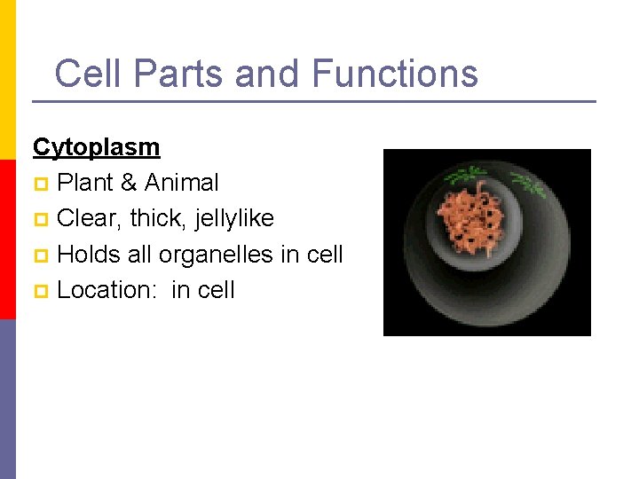 Cell Parts and Functions Cytoplasm p Plant & Animal p Clear, thick, jellylike p