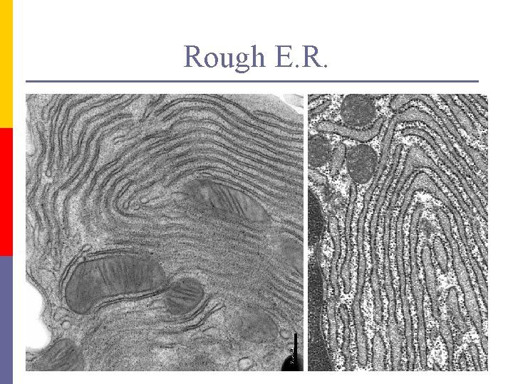 Rough E. R. 