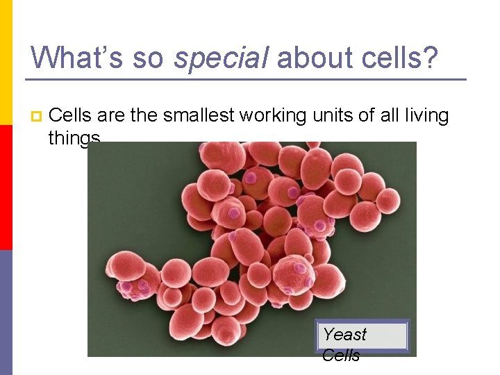 What’s so special about cells? p Cells are the smallest working units of all