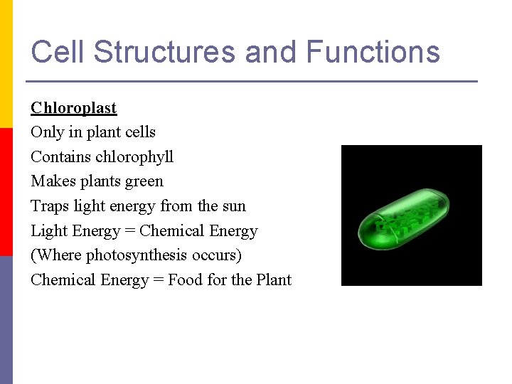 Cell Structures and Functions Chloroplast Only in plant cells Contains chlorophyll Makes plants green