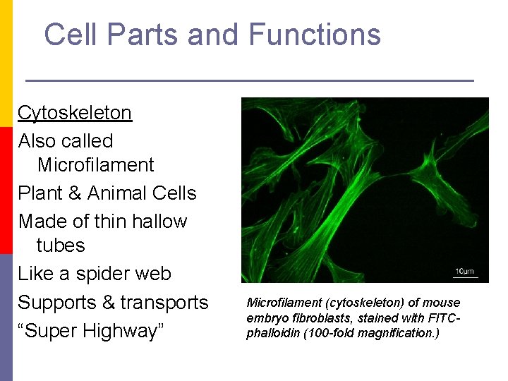 Cell Parts and Functions Cytoskeleton Also called Microfilament Plant & Animal Cells Made of