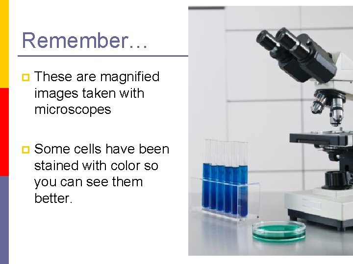 Remember… p These are magnified images taken with microscopes p Some cells have been