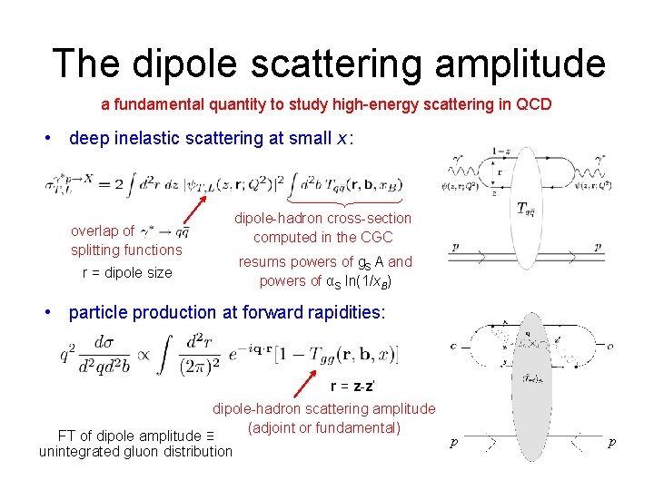 The dipole scattering amplitude a fundamental quantity to study high-energy scattering in QCD •