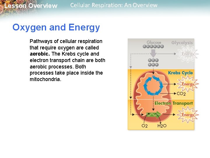 Lesson Overview Cellular Respiration: An Overview Oxygen and Energy Pathways of cellular respiration that