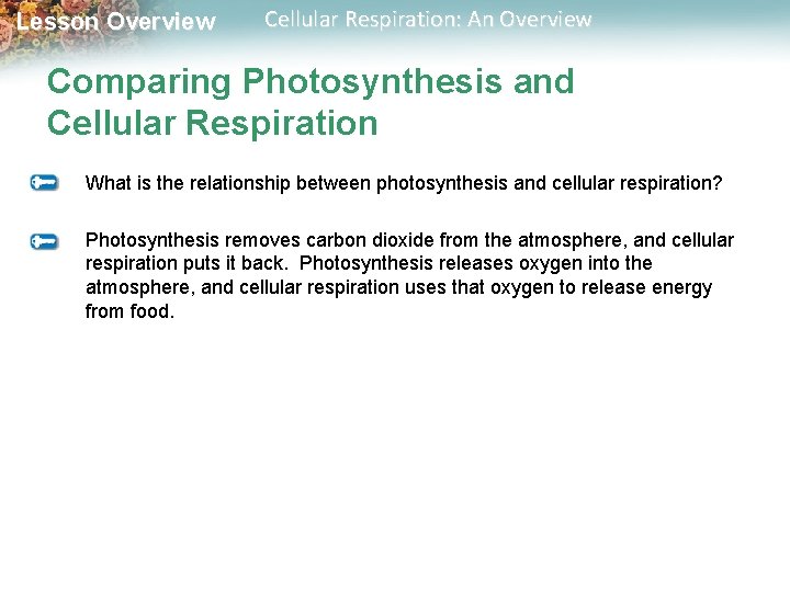 Lesson Overview Cellular Respiration: An Overview Comparing Photosynthesis and Cellular Respiration What is the