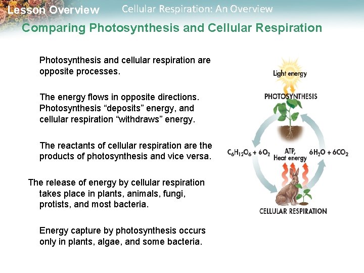 Lesson Overview Cellular Respiration: An Overview Comparing Photosynthesis and Cellular Respiration Photosynthesis and cellular