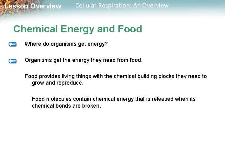 Lesson Overview Cellular Respiration: An Overview Chemical Energy and Food Where do organisms get