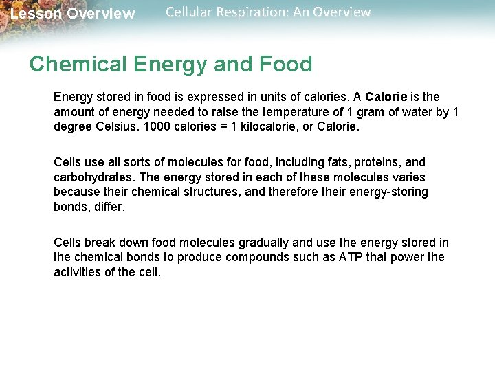 Lesson Overview Cellular Respiration: An Overview Chemical Energy and Food Energy stored in food