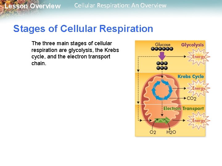 Lesson Overview Cellular Respiration: An Overview Stages of Cellular Respiration The three main stages