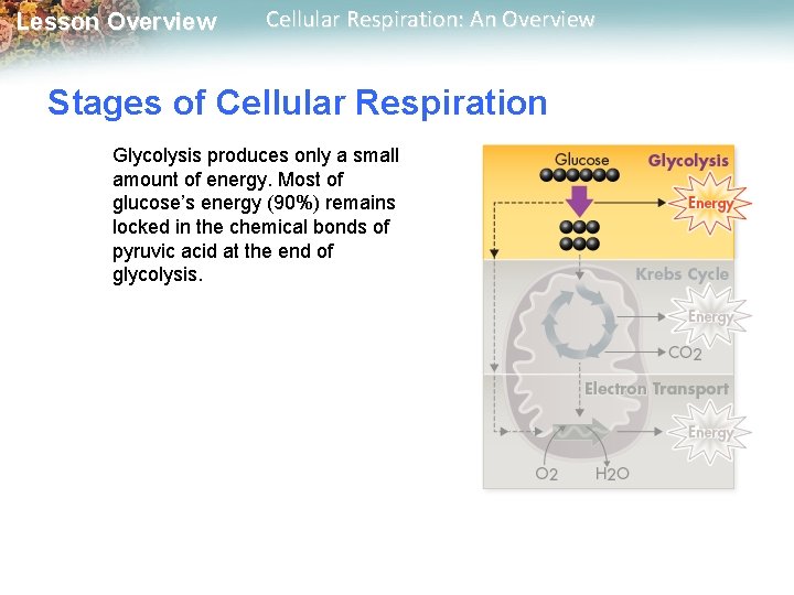 Lesson Overview Cellular Respiration: An Overview Stages of Cellular Respiration Glycolysis produces only a