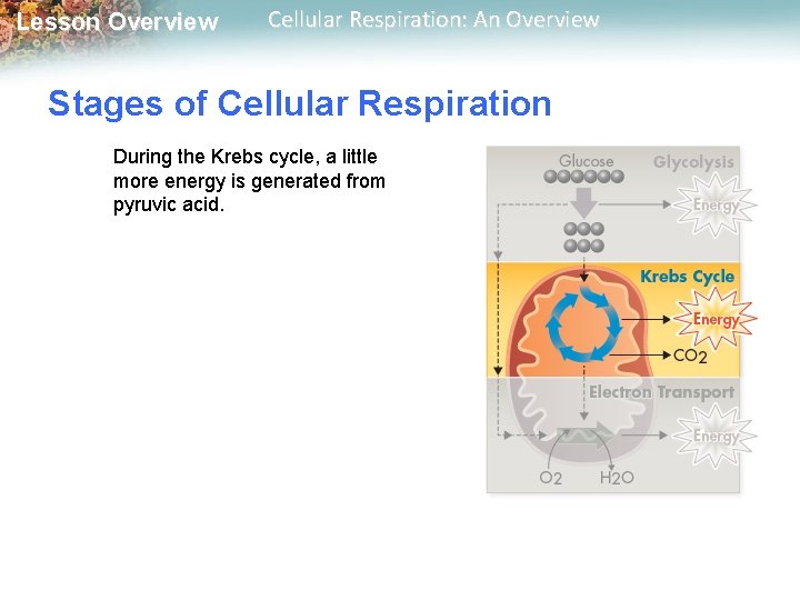 Lesson Overview Cellular Respiration: An Overview Stages of Cellular Respiration During the Krebs cycle,