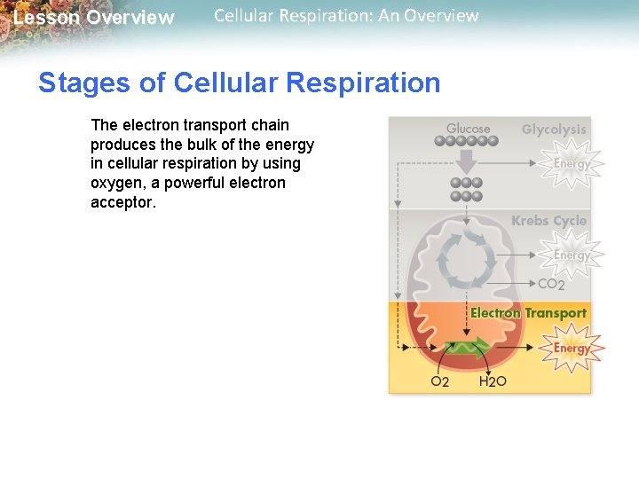 Lesson Overview Cellular Respiration: An Overview Stages of Cellular Respiration The electron transport chain