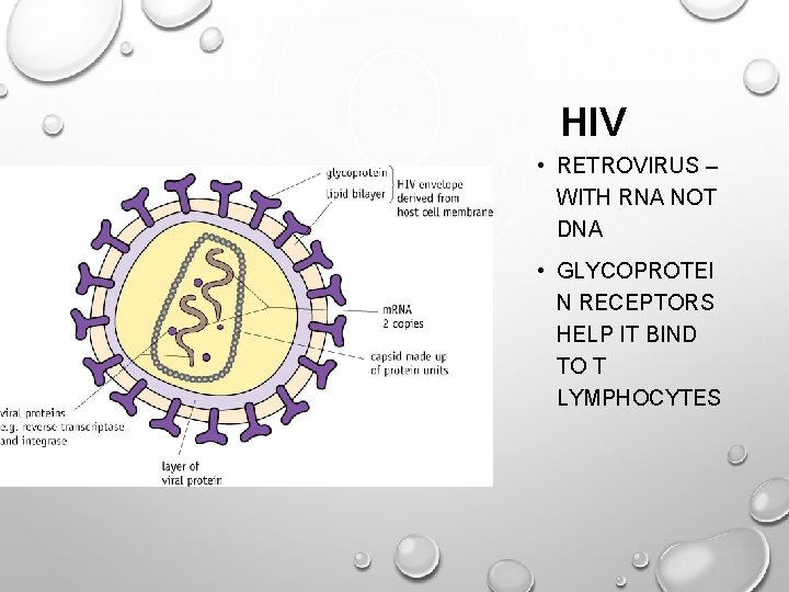 HIV • RETROVIRUS – WITH RNA NOT DNA • GLYCOPROTEI N RECEPTORS HELP IT