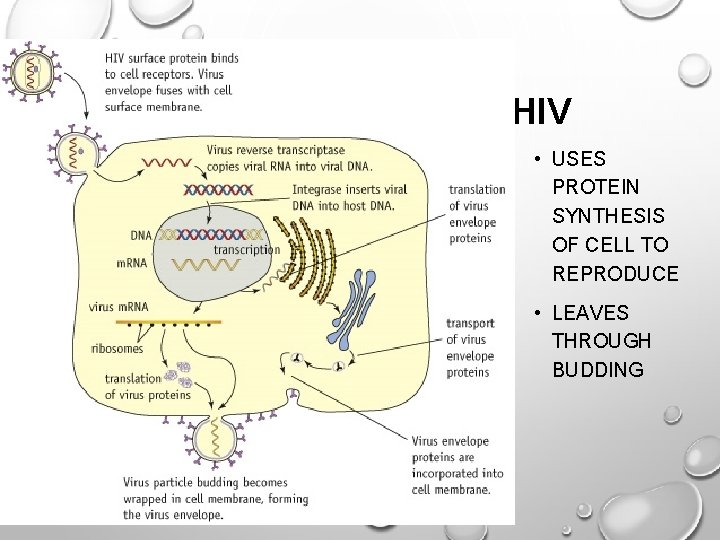 HIV • USES PROTEIN SYNTHESIS OF CELL TO REPRODUCE • LEAVES THROUGH BUDDING 