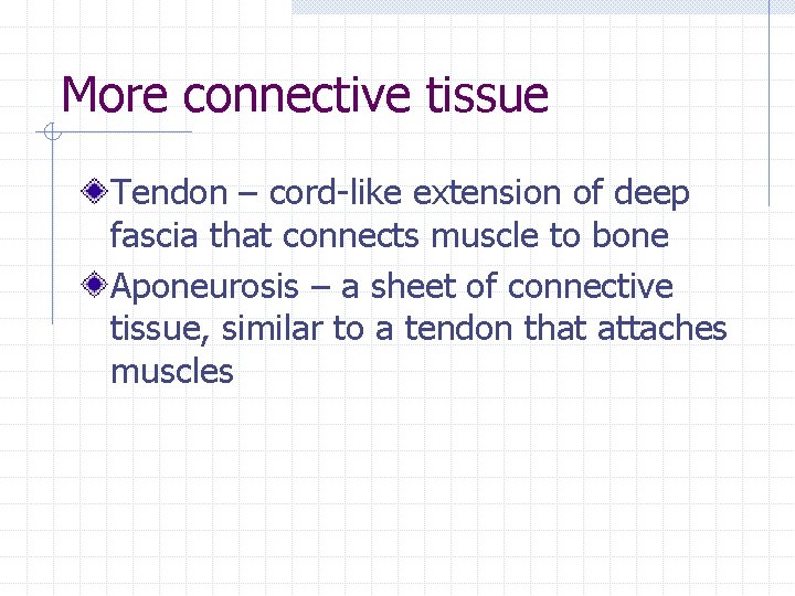 More connective tissue Tendon – cord-like extension of deep fascia that connects muscle to