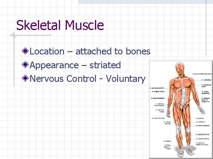 Skeletal Muscle Location – attached to bones Appearance – striated Nervous Control - Voluntary