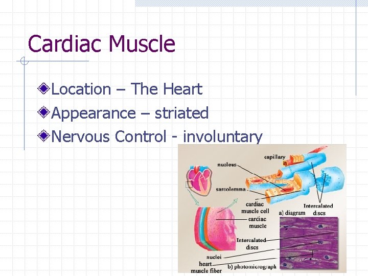 Cardiac Muscle Location – The Heart Appearance – striated Nervous Control - involuntary 