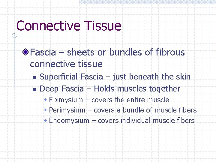 Connective Tissue Fascia – sheets or bundles of fibrous connective tissue n n Superficial