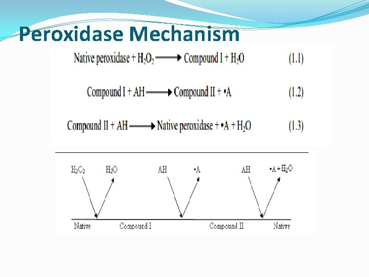 Peroxidase Mechanism 