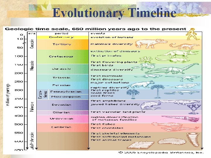 Chapter 15 Darwins Theory of Evolution AGENDA n
