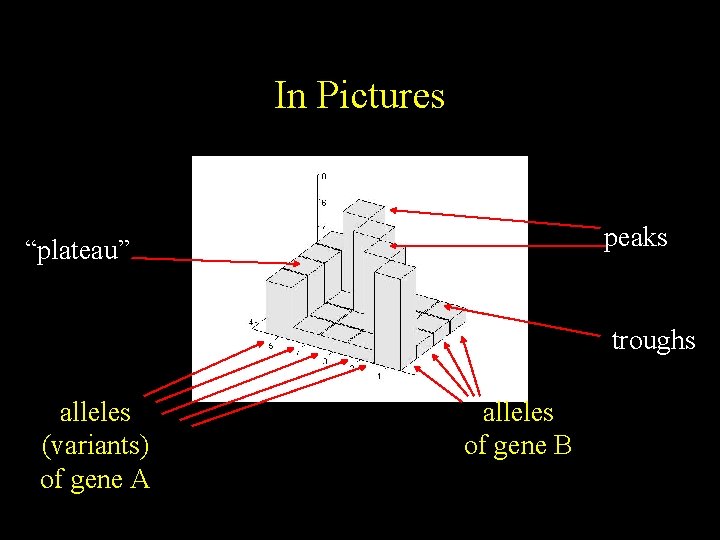 In Pictures peaks “plateau” troughs alleles (variants) of gene A alleles of gene B