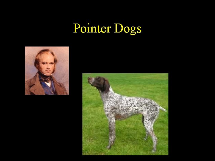 Pointer Dogs 