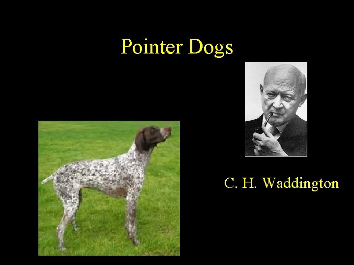 Pointer Dogs C. H. Waddington 