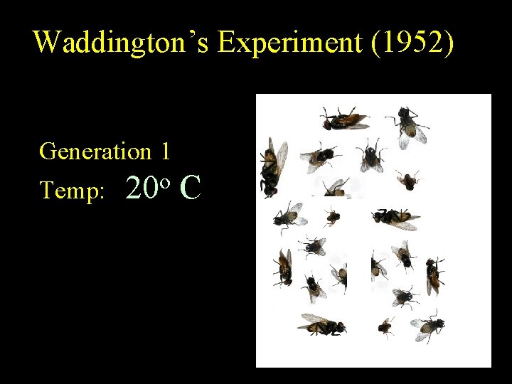 Waddington’s Experiment (1952) Generation 1 Temp: 20 o C 