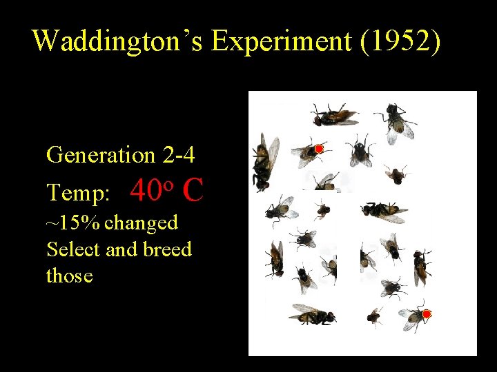 Waddington’s Experiment (1952) Generation 2 -4 Temp: 40 o C ~15% changed Select and