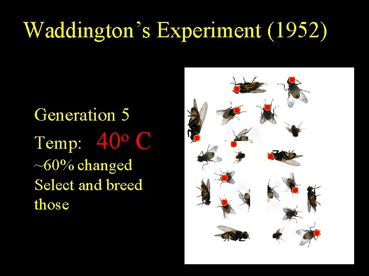 Waddington’s Experiment (1952) Generation 5 Temp: 40 o C ~60% changed Select and breed