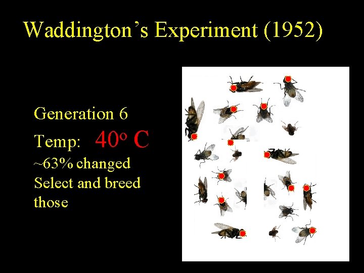 Waddington’s Experiment (1952) Generation 6 Temp: 40 o C ~63% changed Select and breed