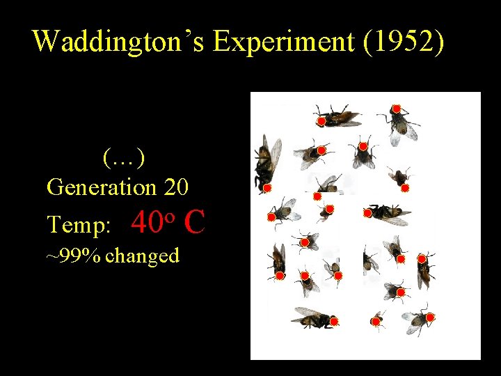 Waddington’s Experiment (1952) (…) Generation 20 o Temp: 40 C ~99% changed 