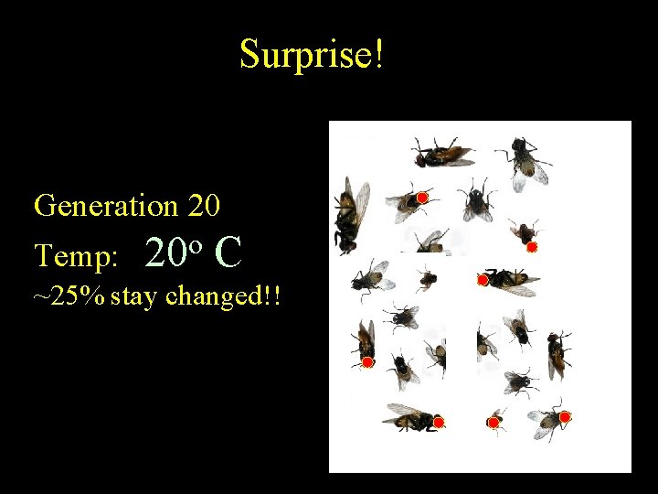 Surprise! Generation 20 Temp: 20 o C ~25% stay changed!! 
