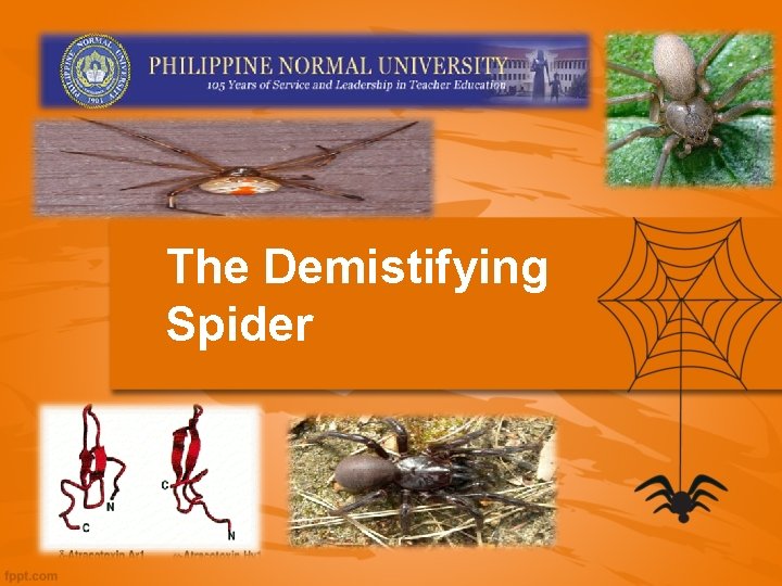The Demistifying Spider 