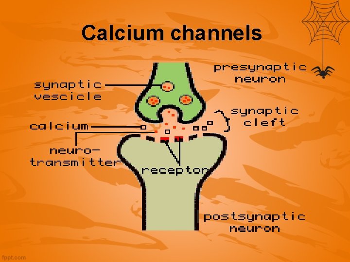 Calcium channels 