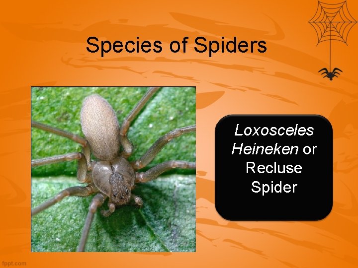 Species of Spiders Loxosceles Heineken or Recluse Spider 